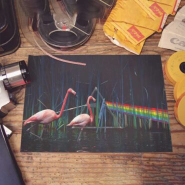 Pink Floyd Poster - Flamingo DSOTM